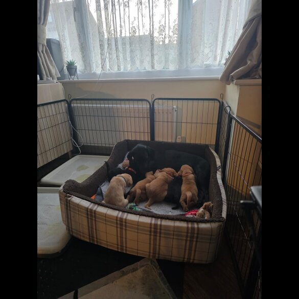 Labrador Retriever - Both