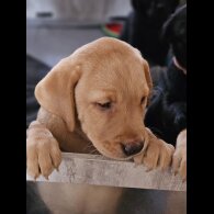 Labrador Retriever - Both