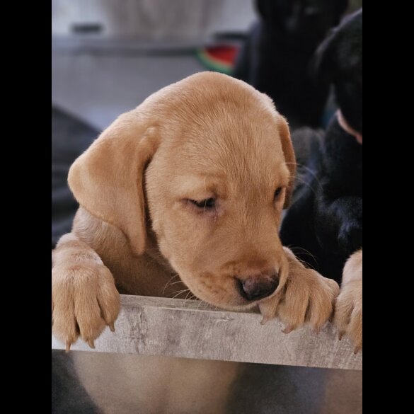 Labrador Retriever - Both