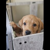 Labrador Retriever - Both