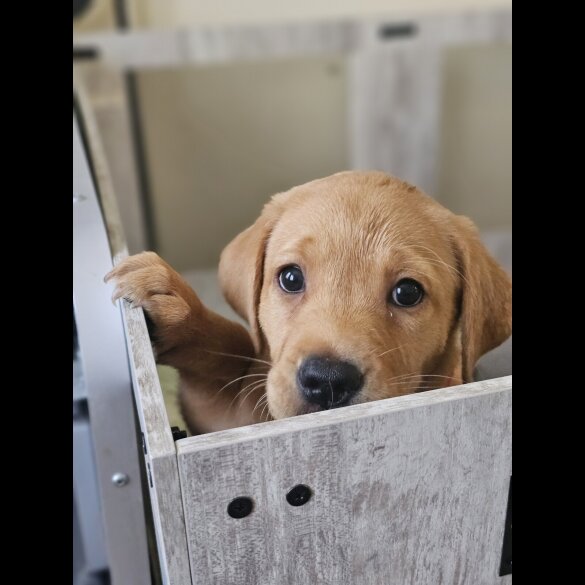 Labrador Retriever - Both