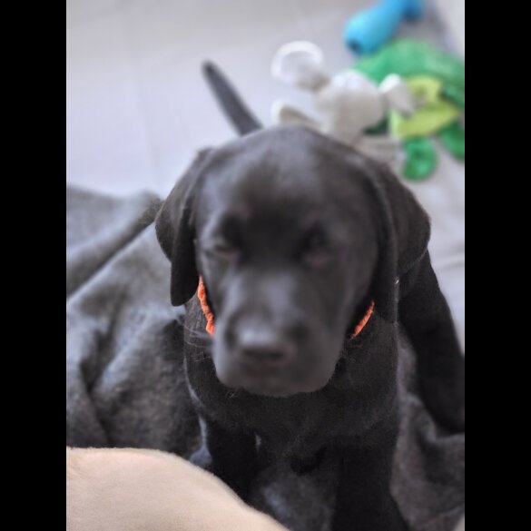 Labrador Retriever - Both