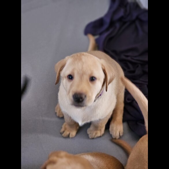 Labrador Retriever - Both