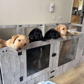 Labrador Retriever - Both