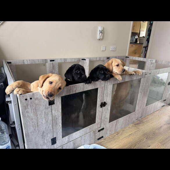 Labrador Retriever - Both