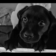 Labrador Retriever - Both
