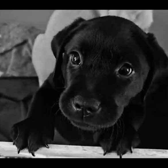 Labrador Retriever - Both