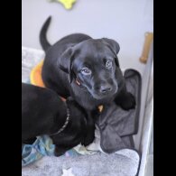 Labrador Retriever - Both