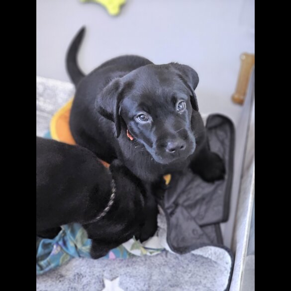 Labrador Retriever - Both