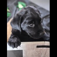 Labrador Retriever - Both