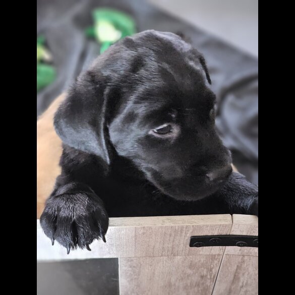 Labrador Retriever - Both