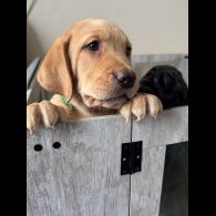 Labrador Retriever - Both