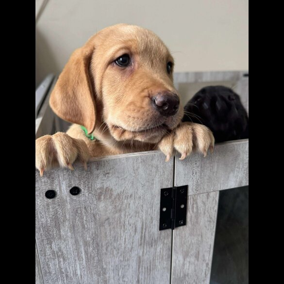 Labrador Retriever - Both