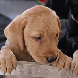 Labrador Retriever - Both
