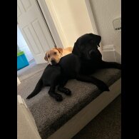 Labrador Retriever - Both