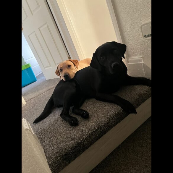 Labrador Retriever - Both