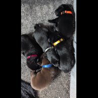 Labrador Retriever - Both