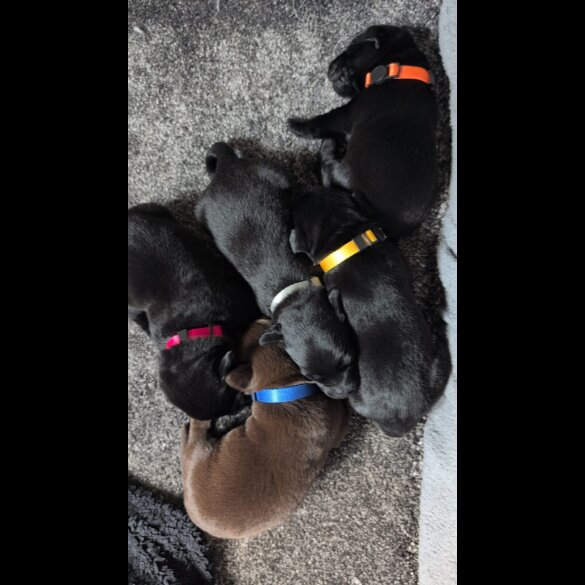 Labrador Retriever - Both