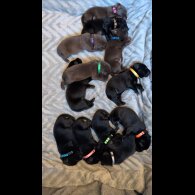 Labrador Retriever - Both