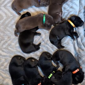 Labrador Retriever - Both