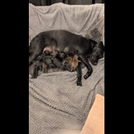 Labrador Retriever - Both
