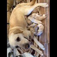 Labrador Retriever - Both