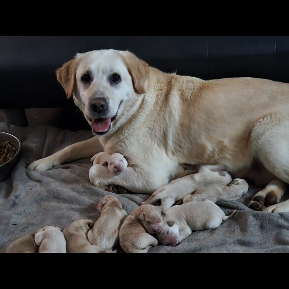 Labrador Retriever - Both