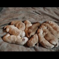 Labrador Retriever - Both