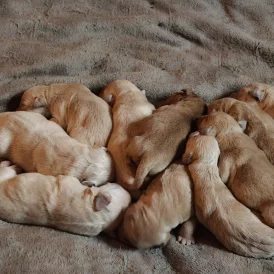 Labrador Retriever - Both