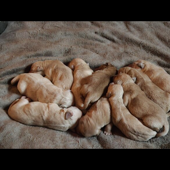 Labrador Retriever - Both