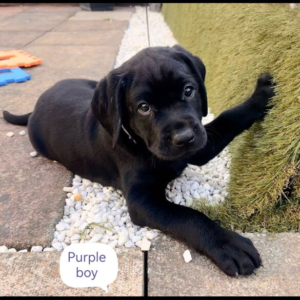 Labrador Retriever - Both