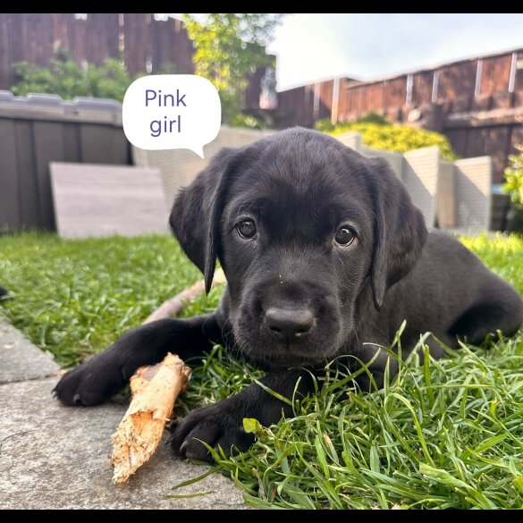 Labrador Retriever - Both