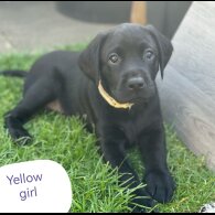 Labrador Retriever - Both