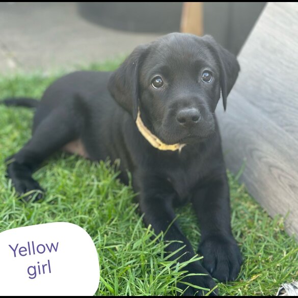 Labrador Retriever - Both