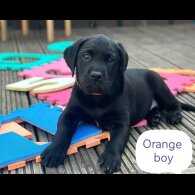 Labrador Retriever - Both