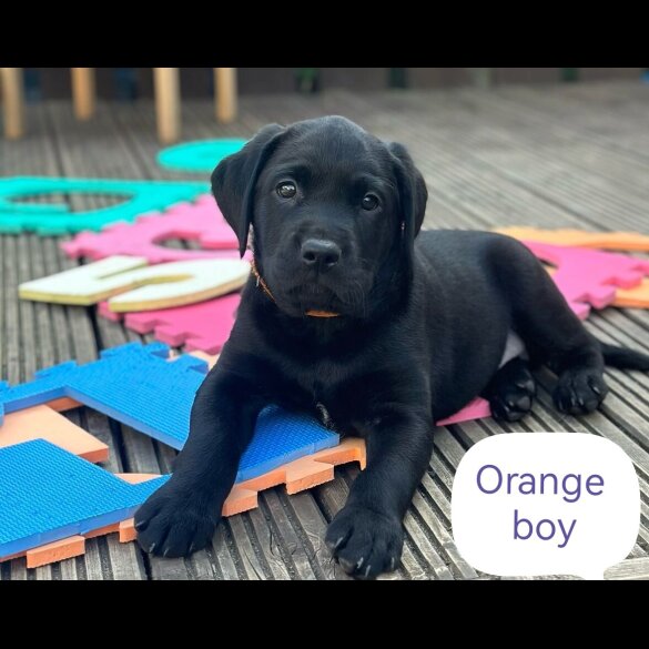 Labrador Retriever - Both