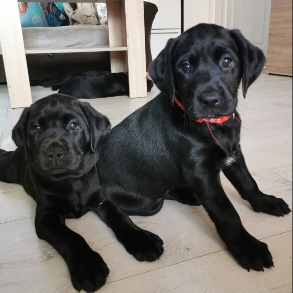 Labrador Retriever - Both