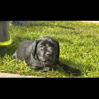 Labrador Retriever - Both