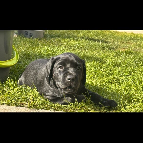 Labrador Retriever - Both