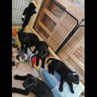 Labrador Retriever - Both