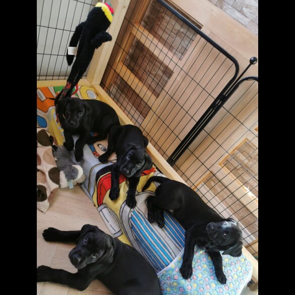 Labrador Retriever - Both