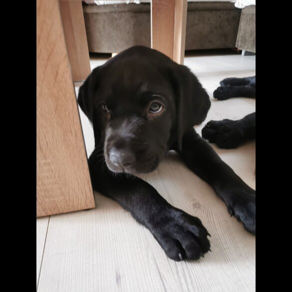 Labrador Retriever - Both