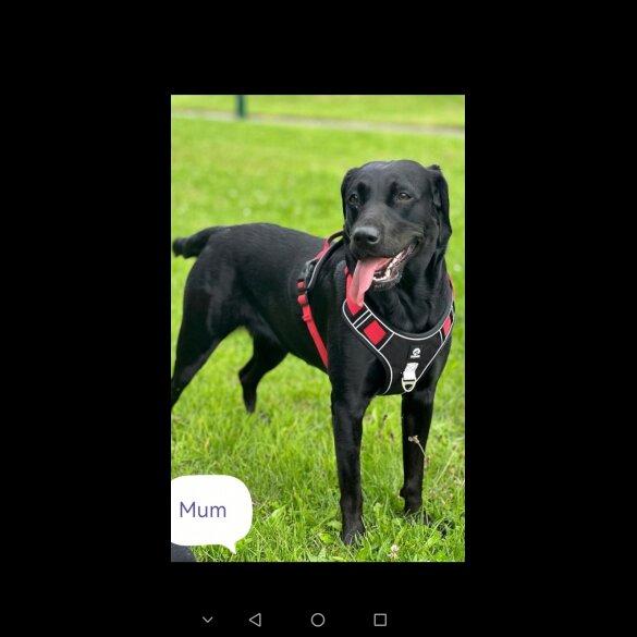 Labrador Retriever - Both