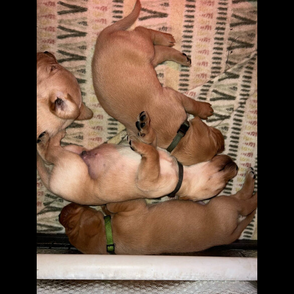 Labrador Retriever - Both