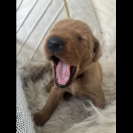Labrador Retriever - Both