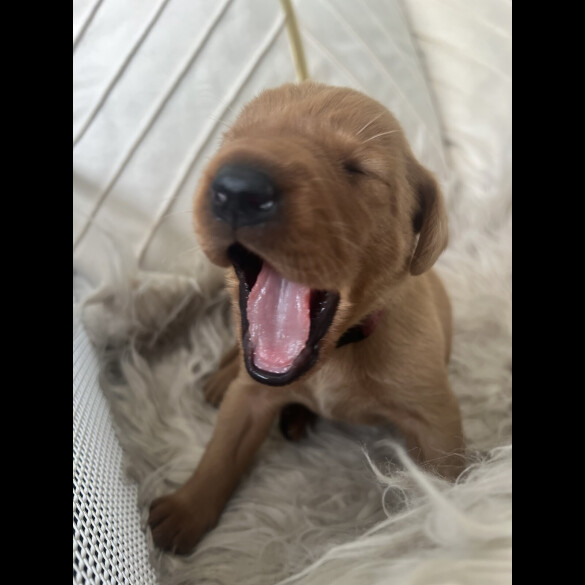 Labrador Retriever - Both