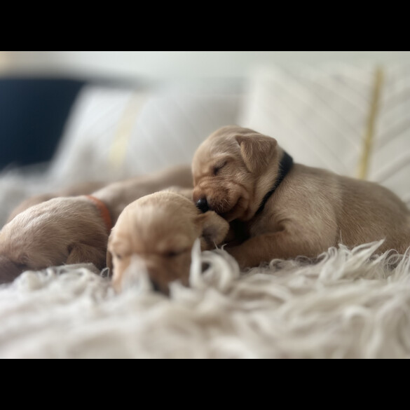 Labrador Retriever - Both