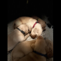 Labrador Retriever - Both
