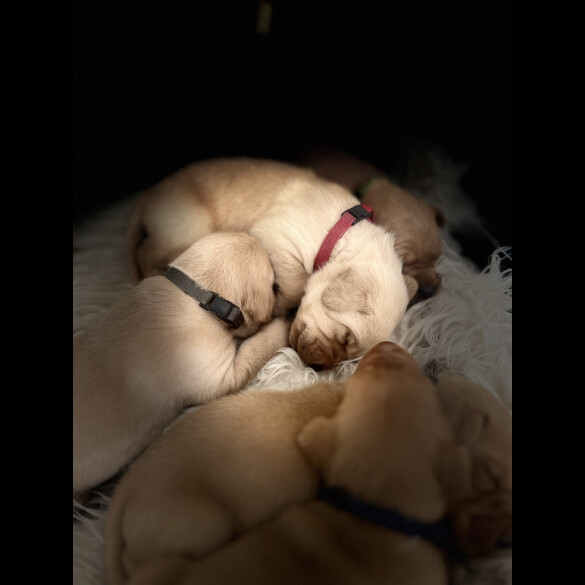 Labrador Retriever - Both