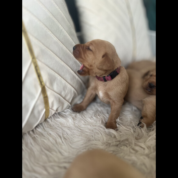 Labrador Retriever - Both